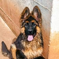 Pastore tedesco cucciolata di tre mesi