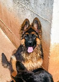 Pastore tedesco cucciolata di tre mesi