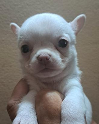 Cucciolo bianco