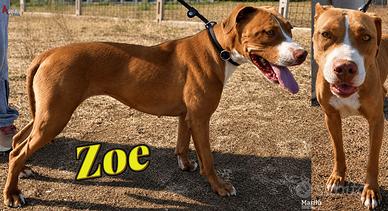 Adozione Zoe, molossetta giovane e graziosa