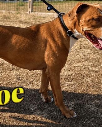 Adozione Zoe, molossetta giovane e graziosa