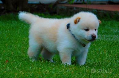 Cucciolo Shiba