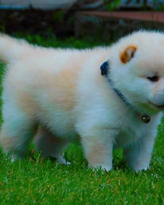Cucciolo Shiba