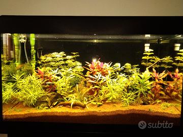 Acquario Fluval Roma 125 litri