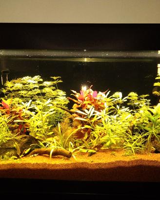 Acquario Fluval Roma 125 litri