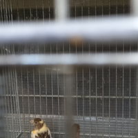 Canarini arlecchino portoghese