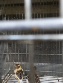 Canarini arlecchino portoghese