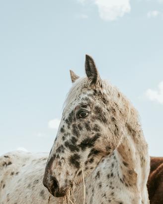 Cavalla Appaloosa
