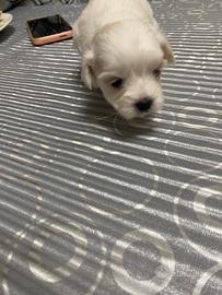Cane maltese