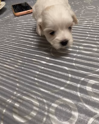 Cane maltese