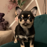 Chihuahua femmina