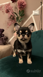 Chihuahua femmina