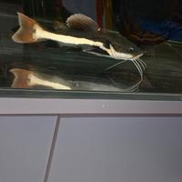 Pesce gatto coda rossa da 35-40cm