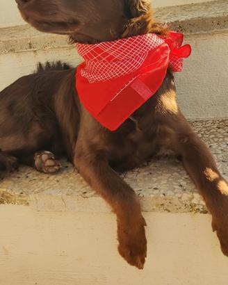 Un meraviglioso cucciolo da amare