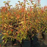 Photinia Red Robin