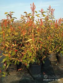 Photinia Red Robin