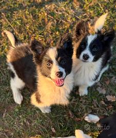 Cucciole MIX BORDER COLLIE Splendide