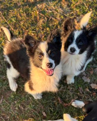 Cucciole MIX BORDER COLLIE Splendide