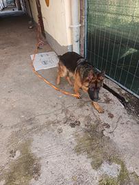 Cane pastore tedesco