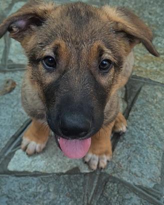 Cucciolo bandog pastore tedesco/ amstaff