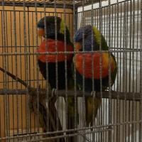 Coppia Lori Arcobaleno