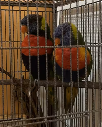 Coppia Lori Arcobaleno