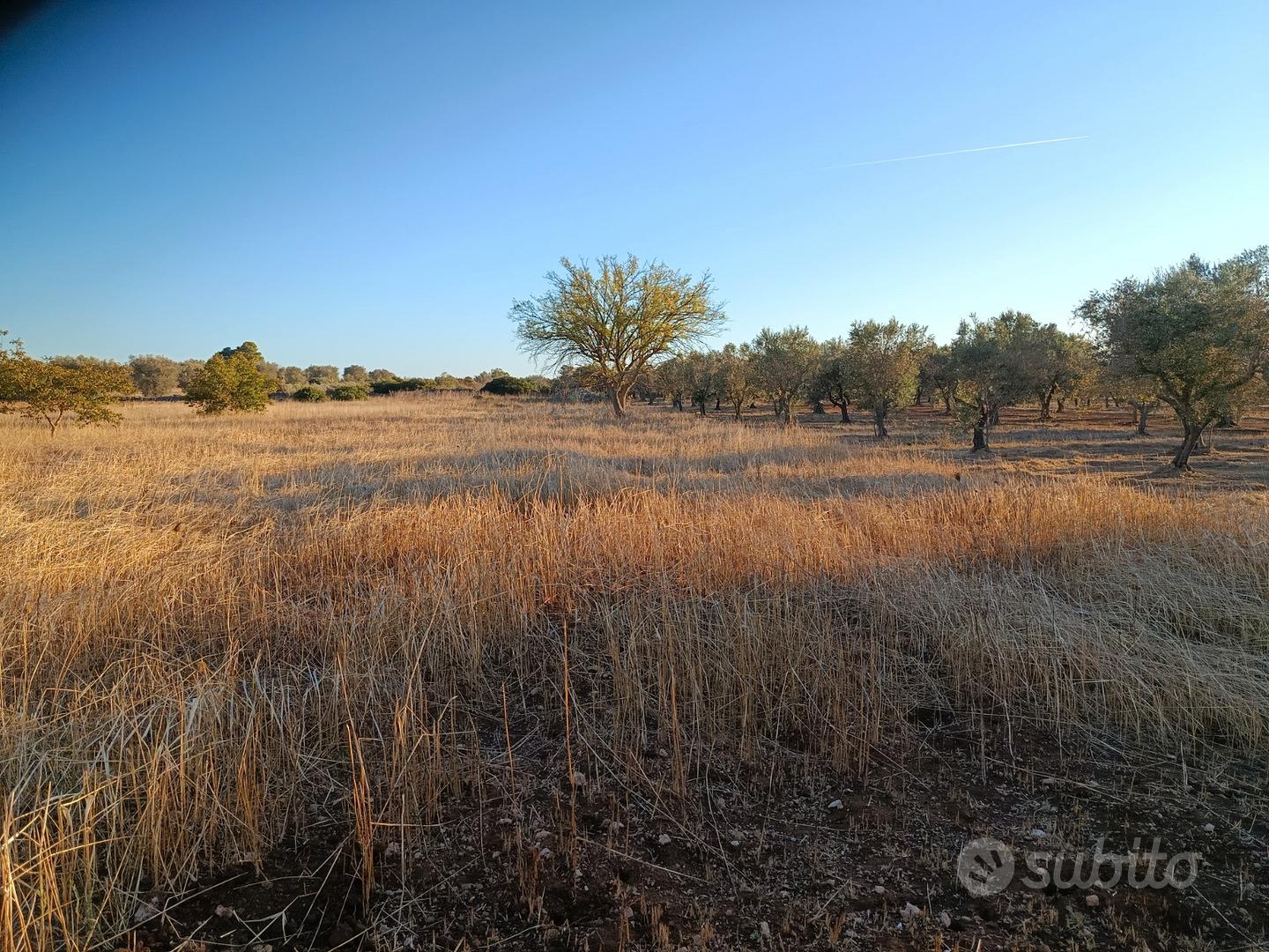 Terreno agricolo di 2.000 mq in Oria - Vista 3
