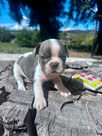Bulldog francese