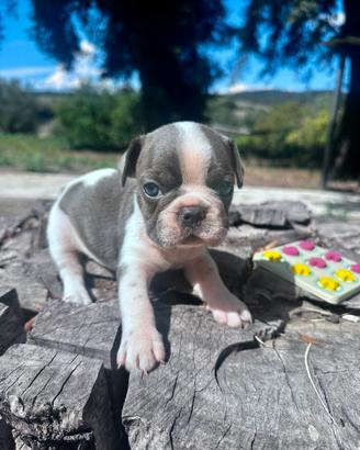 Bulldog francese