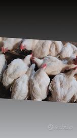 Disponibili polli droiler