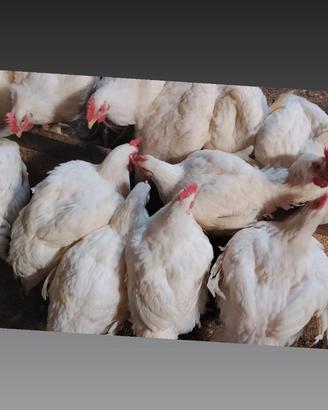 Disponibili polli droiler