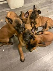 Belga Malinois