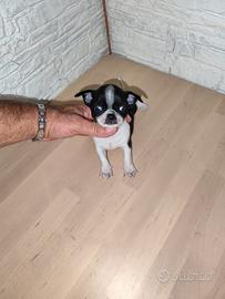 Chihuahua Toy maschio bicolor