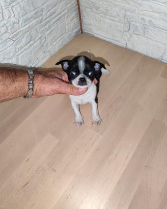 Chihuahua Toy maschio bicolor
