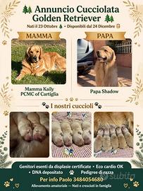 Cucciolata Golden Retriever