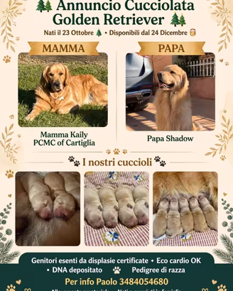 Cucciolata Golden Retriever