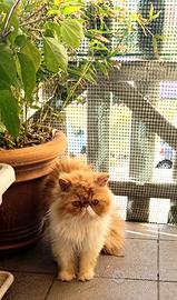 Gatto persiano