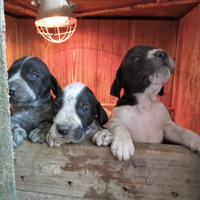 Cuccioli da tartufo
