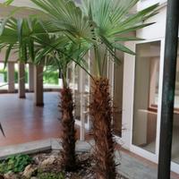 due palme da giardino 