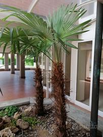 due palme da giardino 