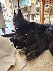 Cuccioli pastore belga Groenendael