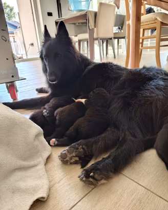Cuccioli pastore belga Groenendael