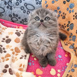cuccioli scottish fold