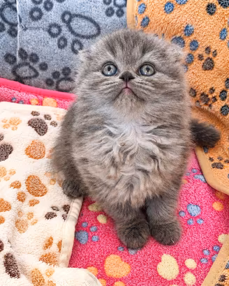cuccioli scottish fold