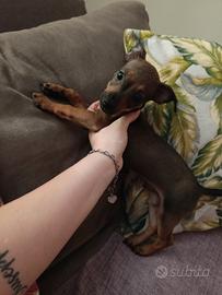  Pinscher toy  originale