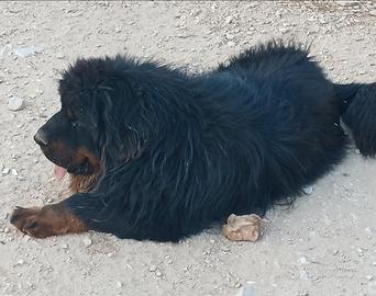 Mastino tibetano