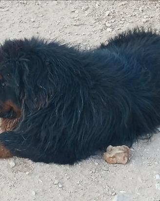 Mastino tibetano