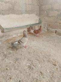 Coppie di colombe