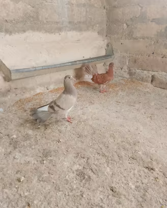 Coppie di colombe