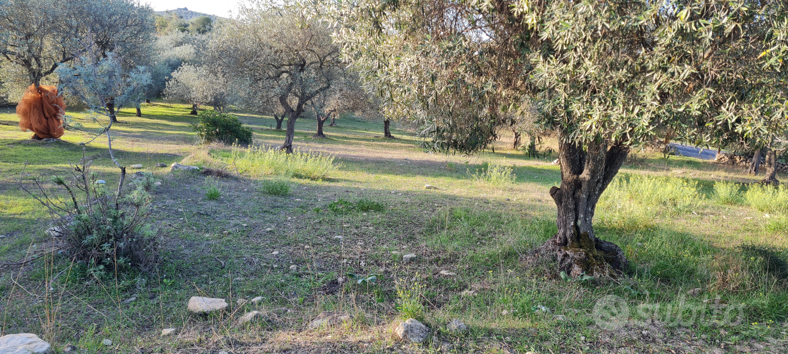 Terreno oliveto (Ittiri) - Vista 5